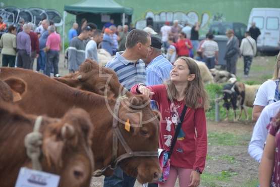La feria de ganado, atractivo principal de la jornada matutina en Jinámar (Foto Antonio Alí y Francisco Javier Santana)